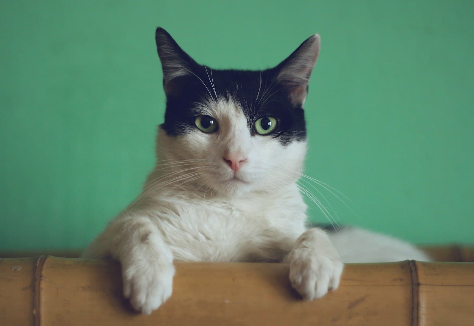 A cat sitting alert against a dark background