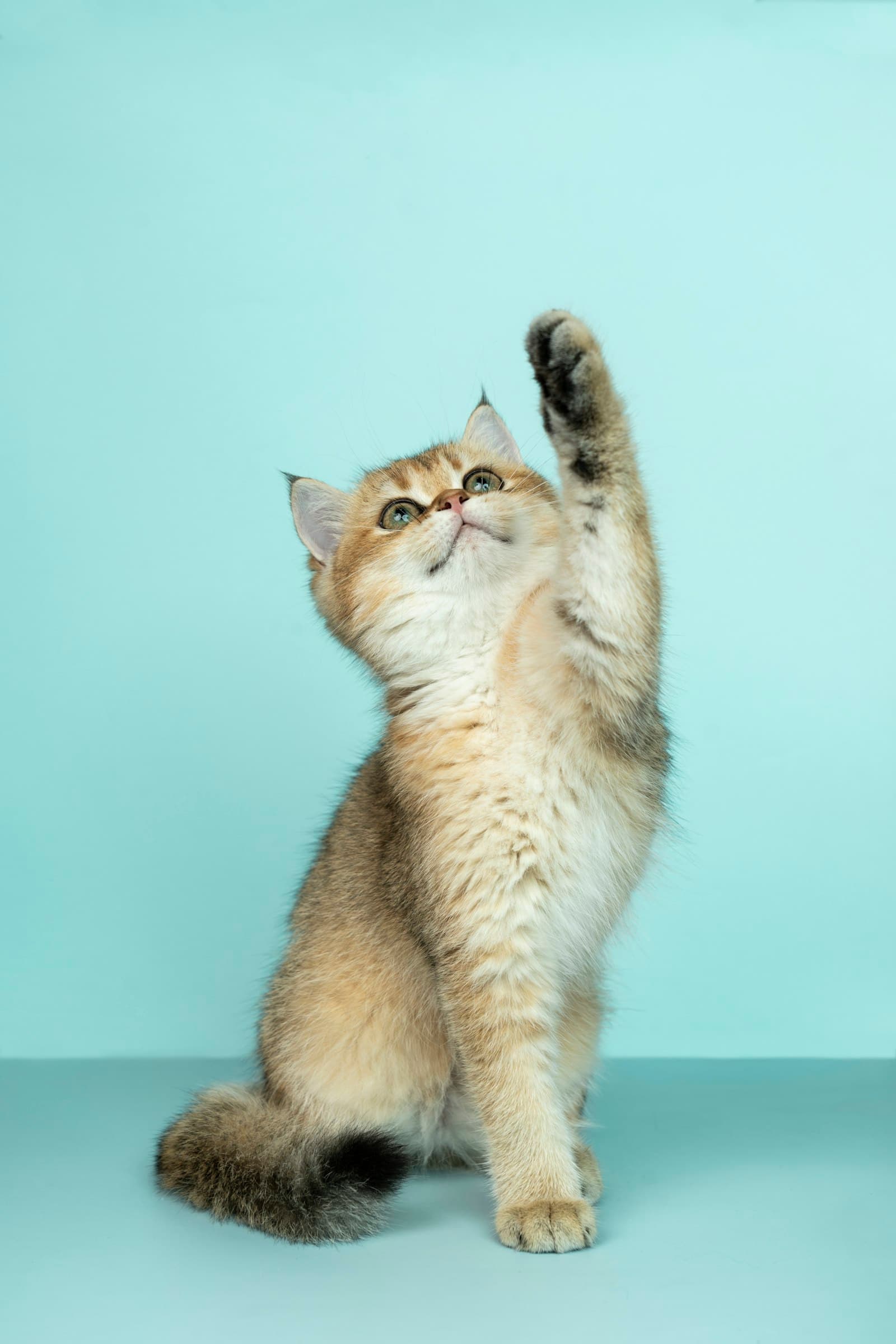 A cat with a healthy coat