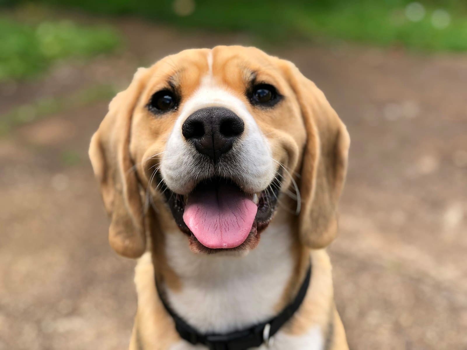A beagle mid-pant, looking up at the camera
