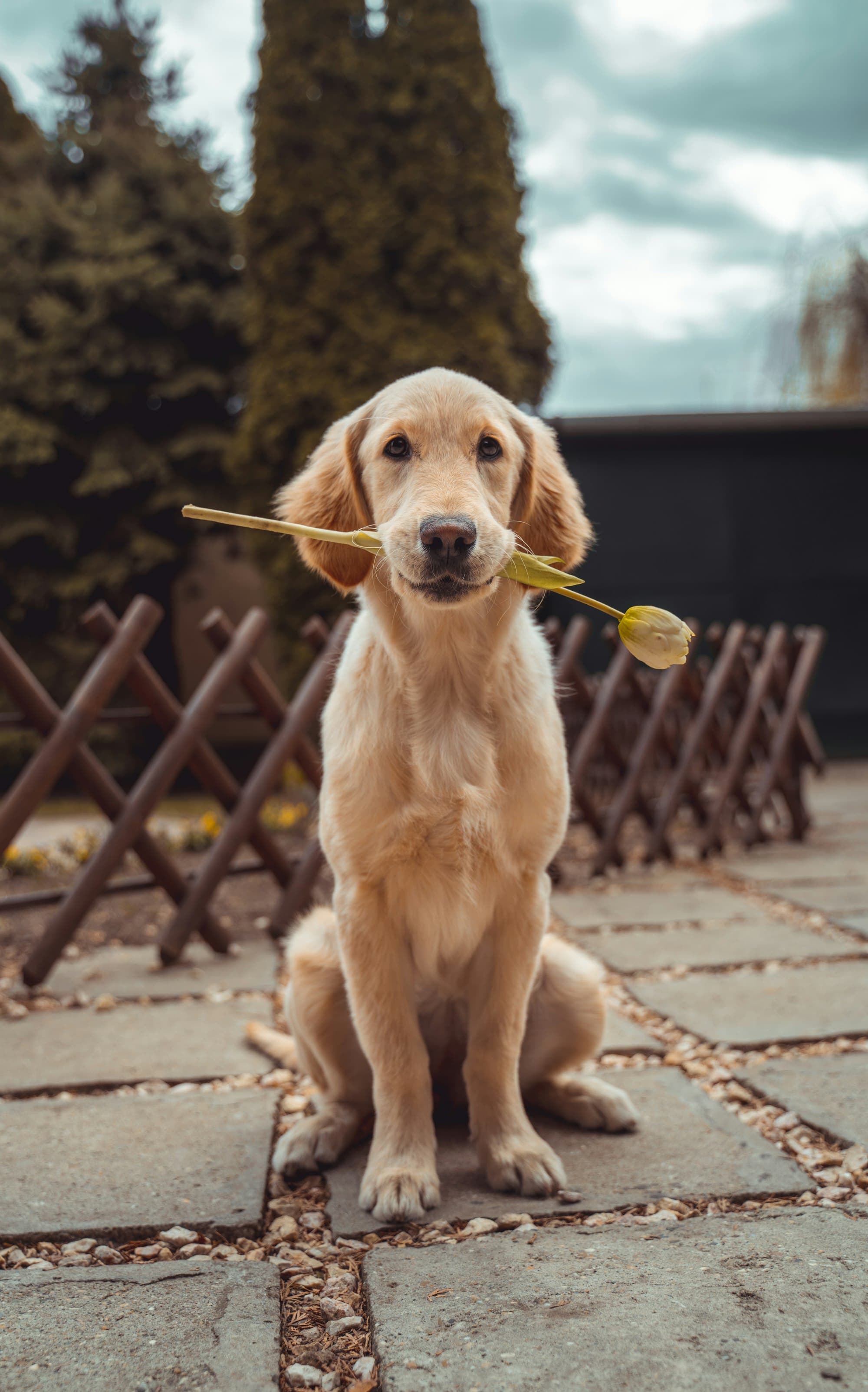 A golden retriever sitting attentively, holding a flower