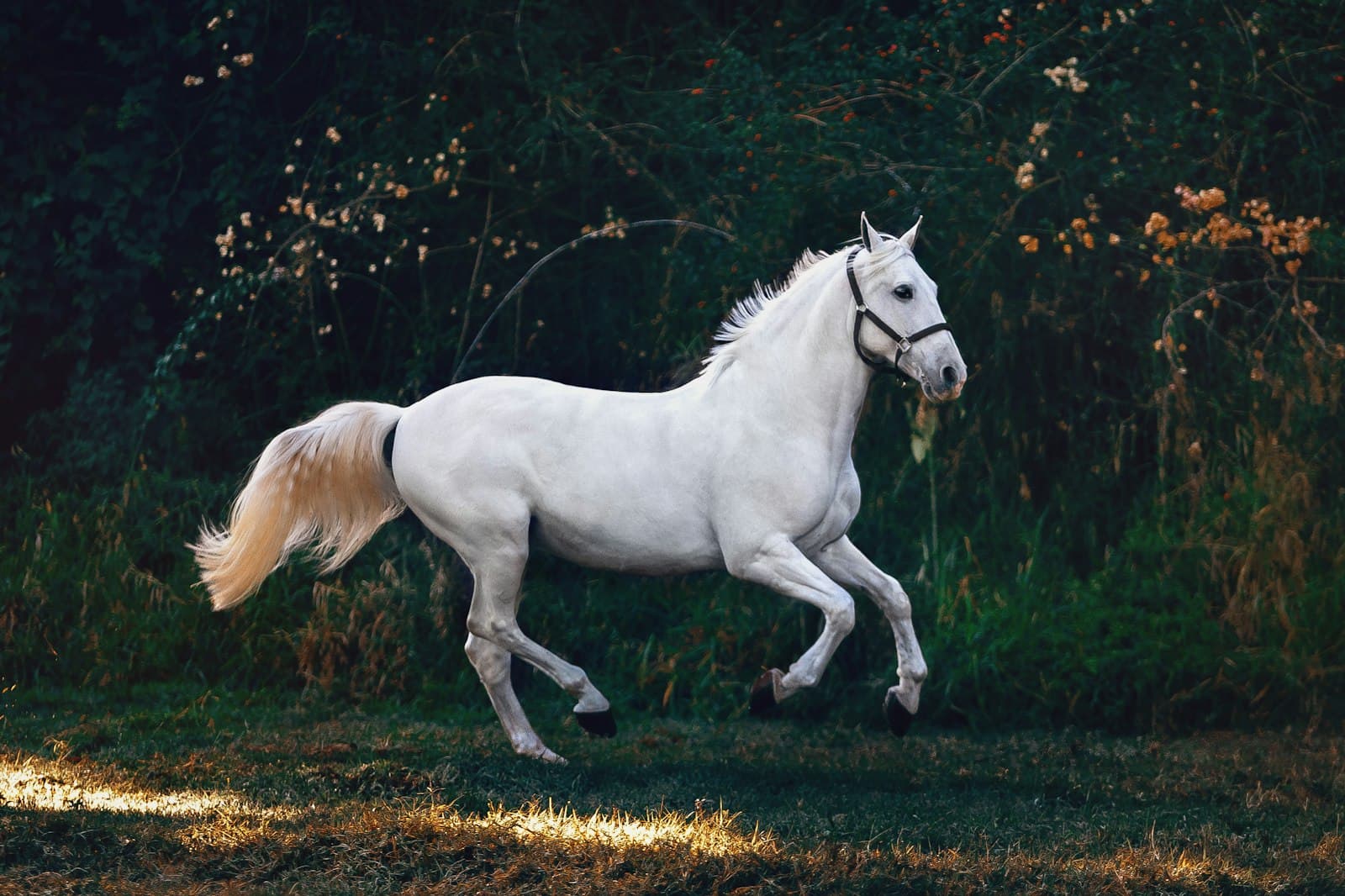 A white horse moving across a dark pasture