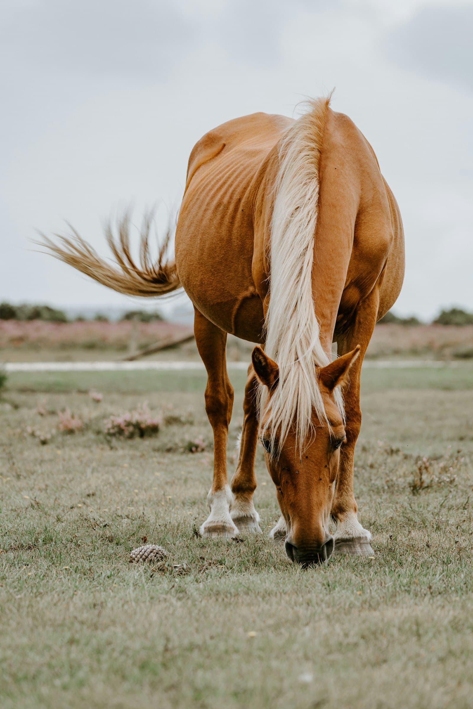 A chestnut horse grazing in an open field